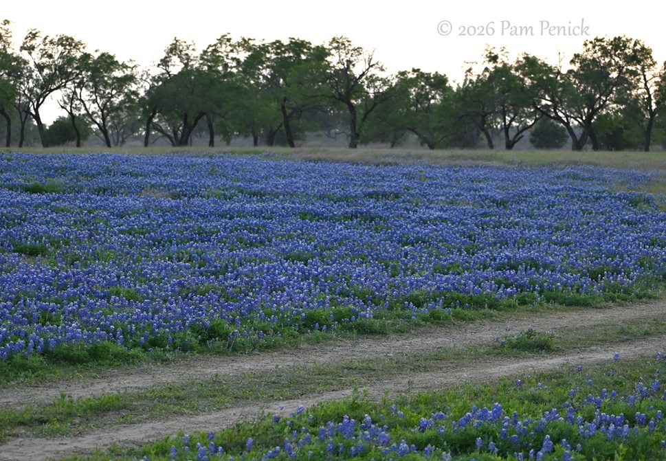 bluebonnets muleshoe bend