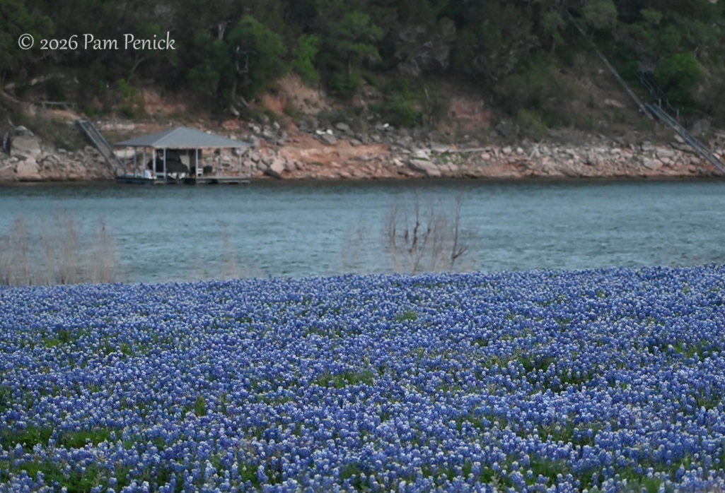 bluebonnets muleshoe bend