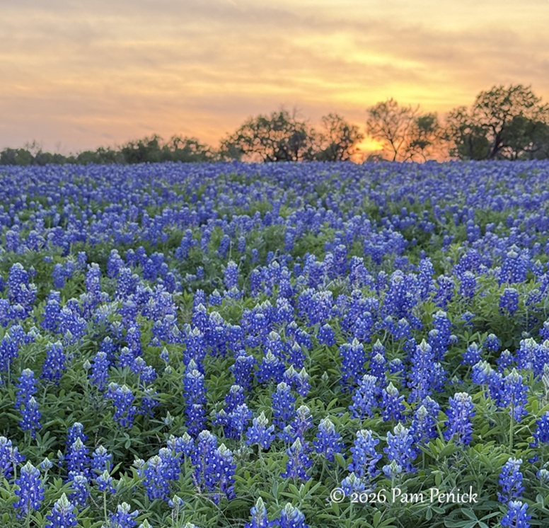 bluebonnets muleshoe bend