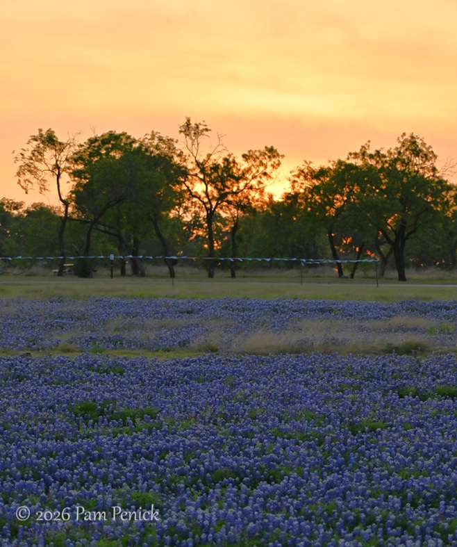 bluebonnets muleshoe bend