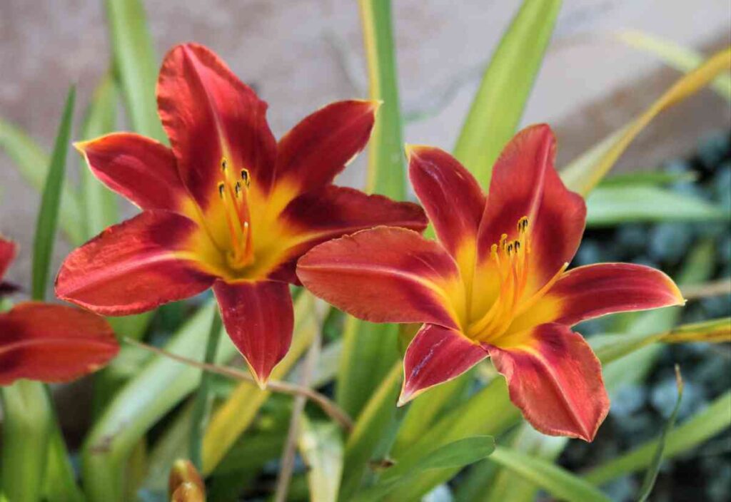 daylily