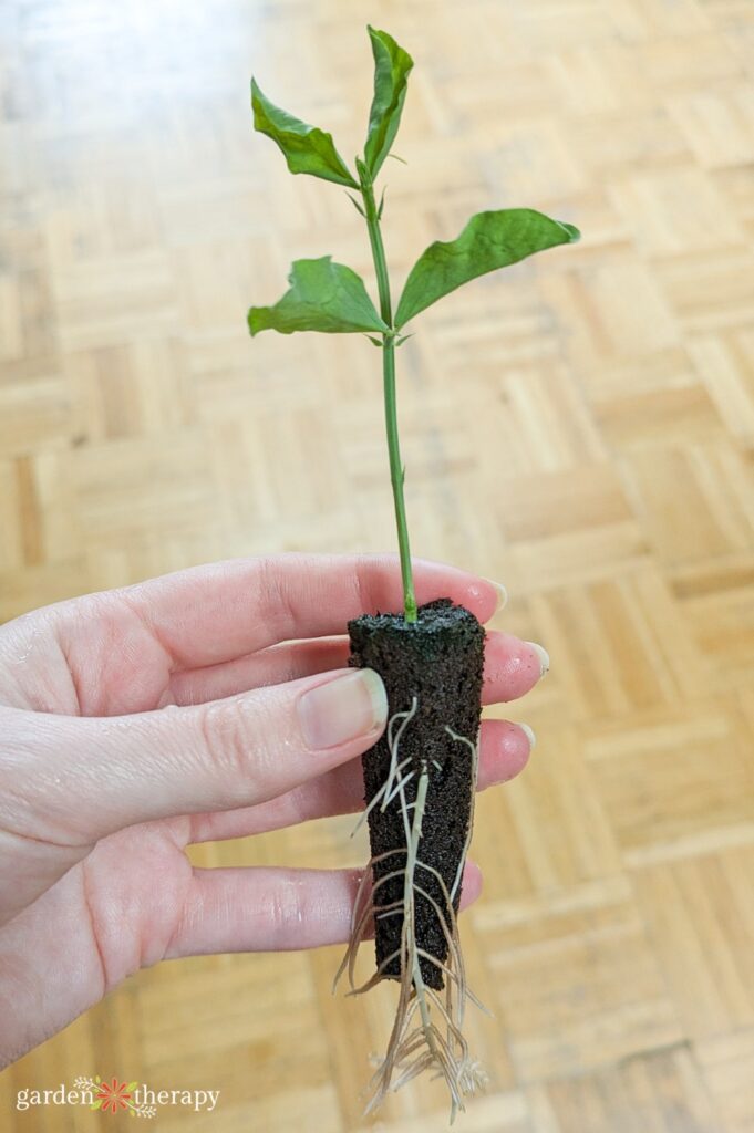 sweet pea seedling with long roots