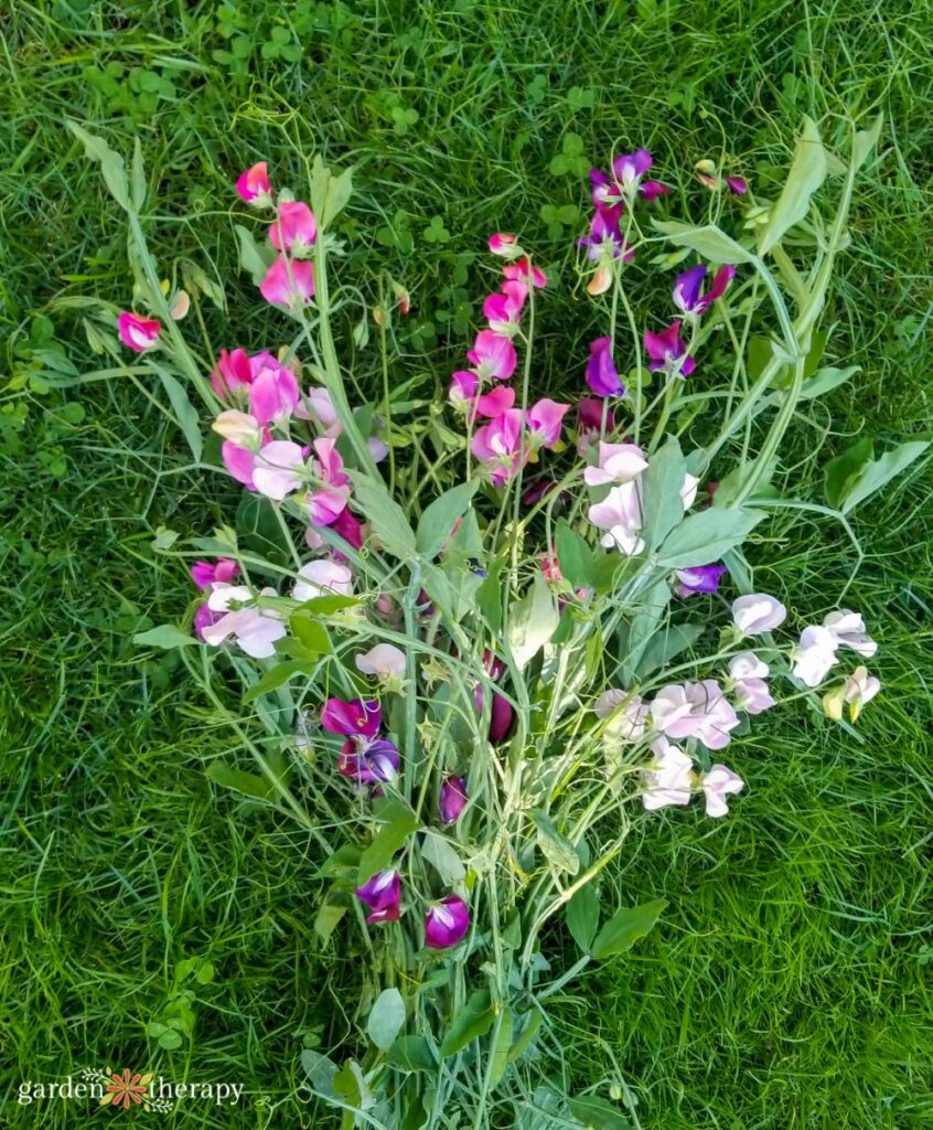 bunch of sweet peas harvested laying on grass