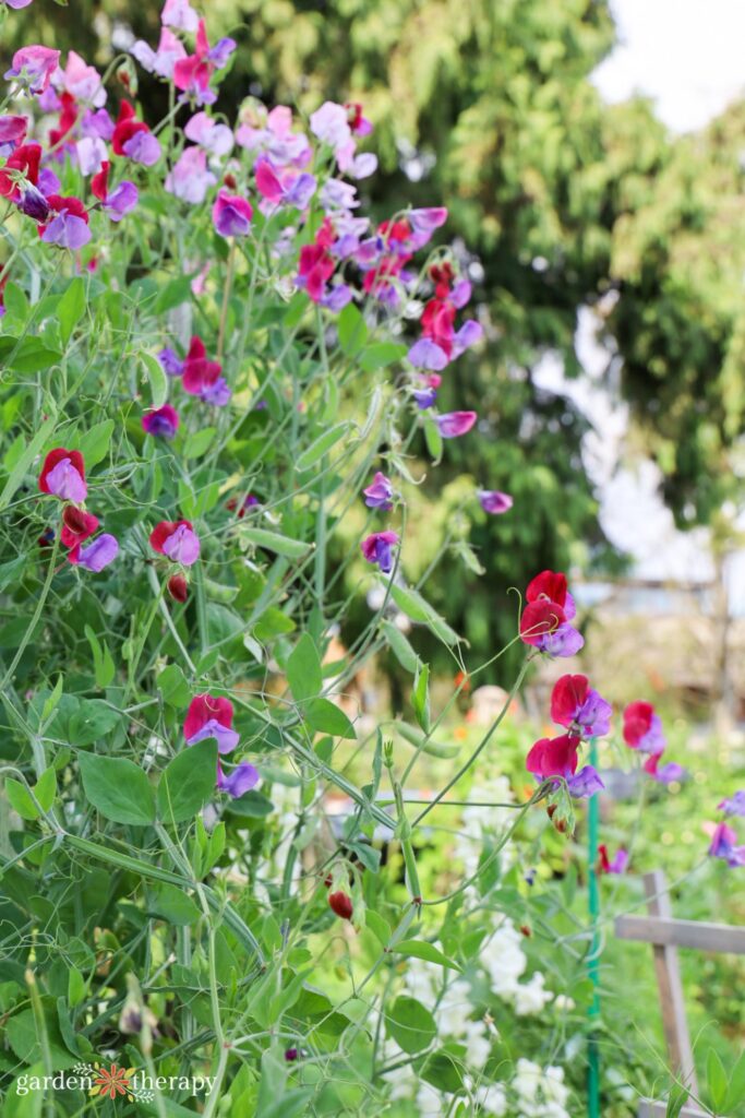 sweet pea plant on trellis