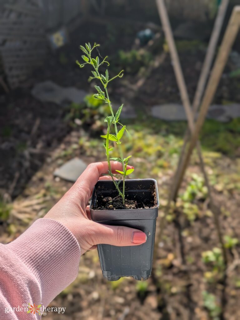 potted sweet pea seedling
