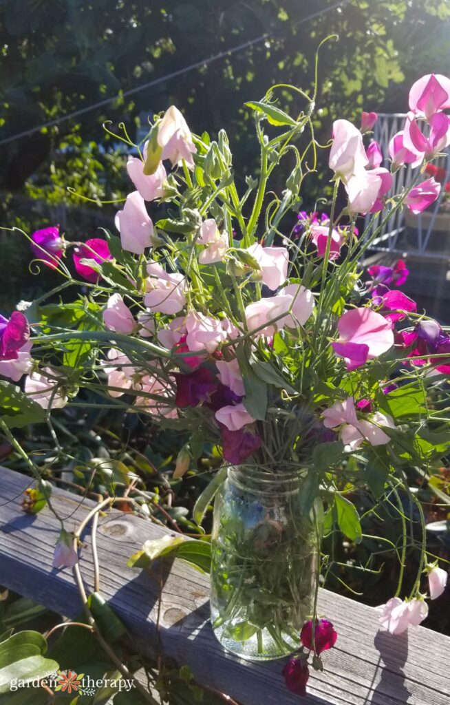 harvested sweet peas in mason jar sitting in the sun