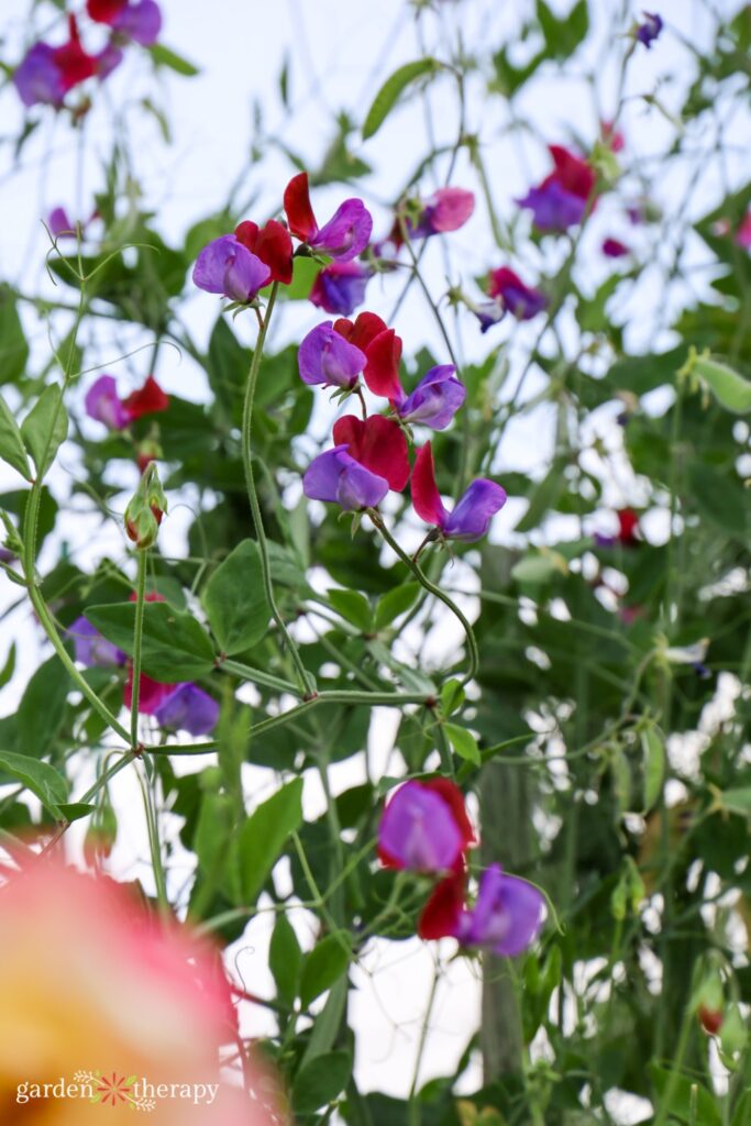 sweet pea plant