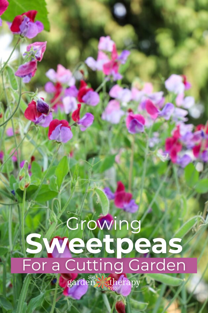 growing deliciously fragrant sweet peas for a cutting garden 33 growing deliciously fragrant sweet peas for a cutting garden