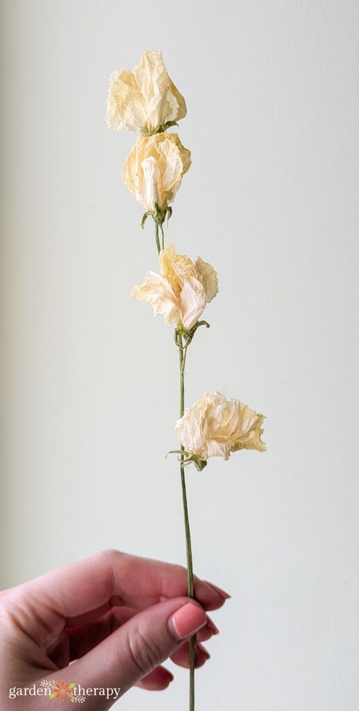 dried white sweet pea
