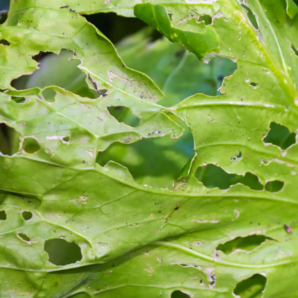 get rid of cabbage worms