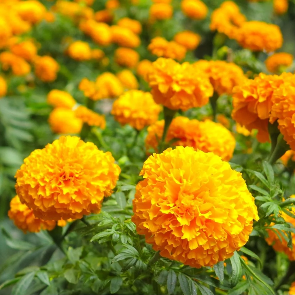 marigolds blooming like crazy