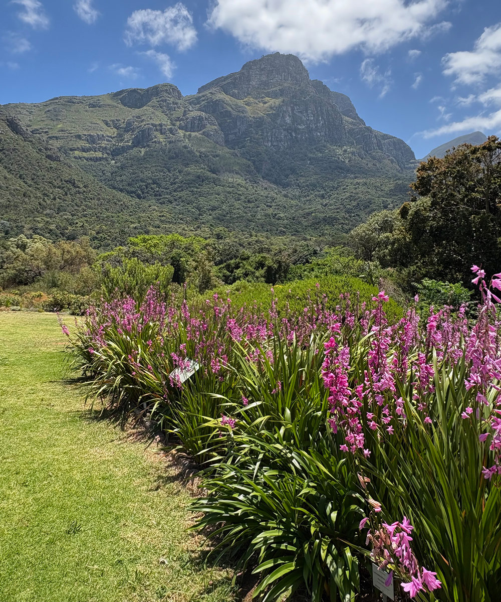border of pink watsonias with mountain in background