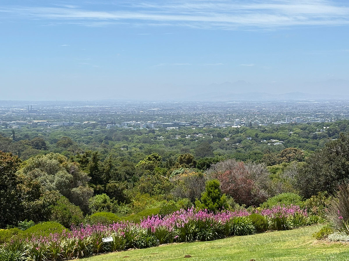 large watsonia border with view of cape town beyond