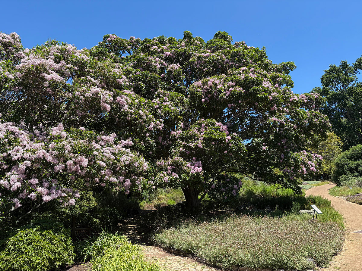 cape chestnut trees in bloom