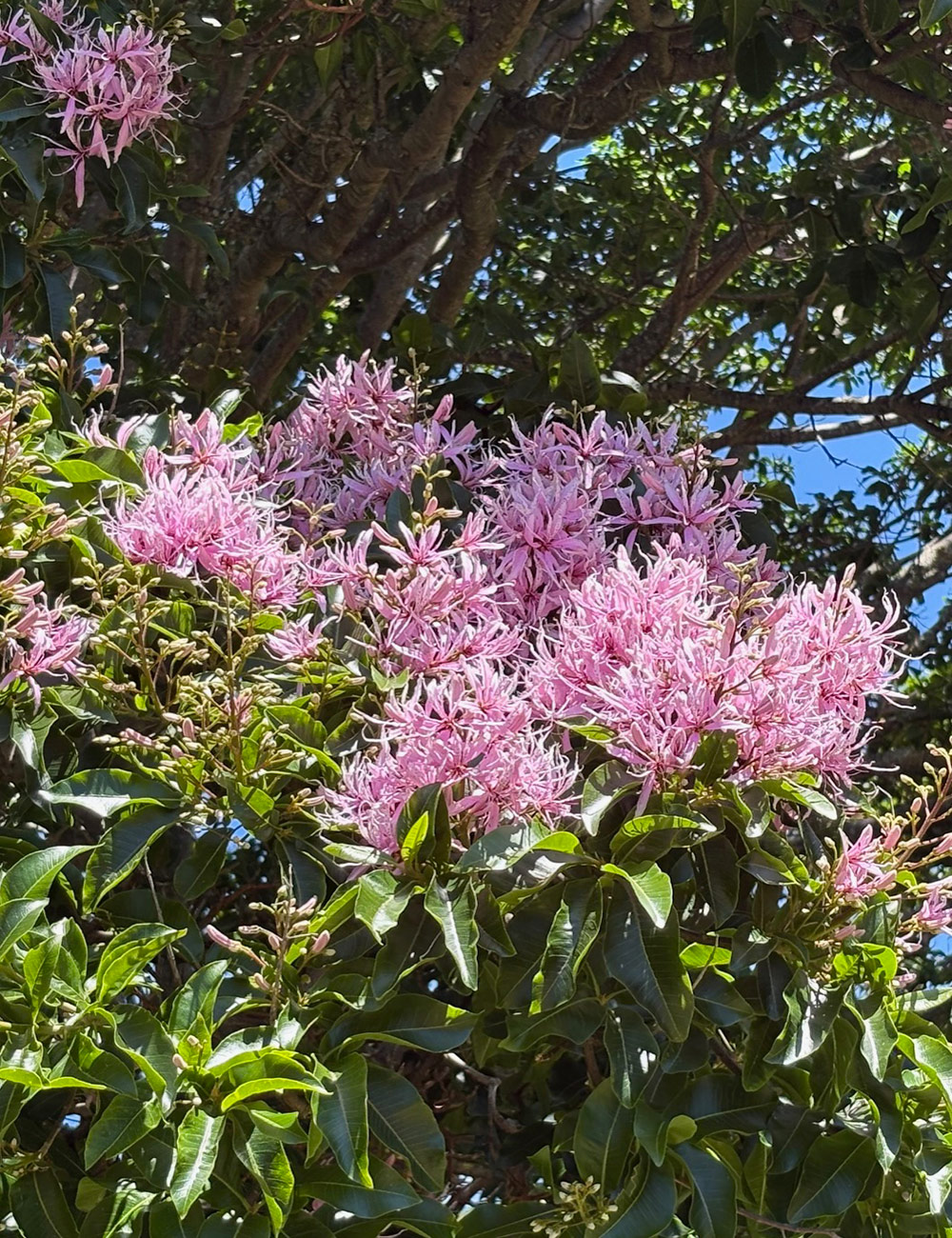 close up of pink cape chestnut trees flowers