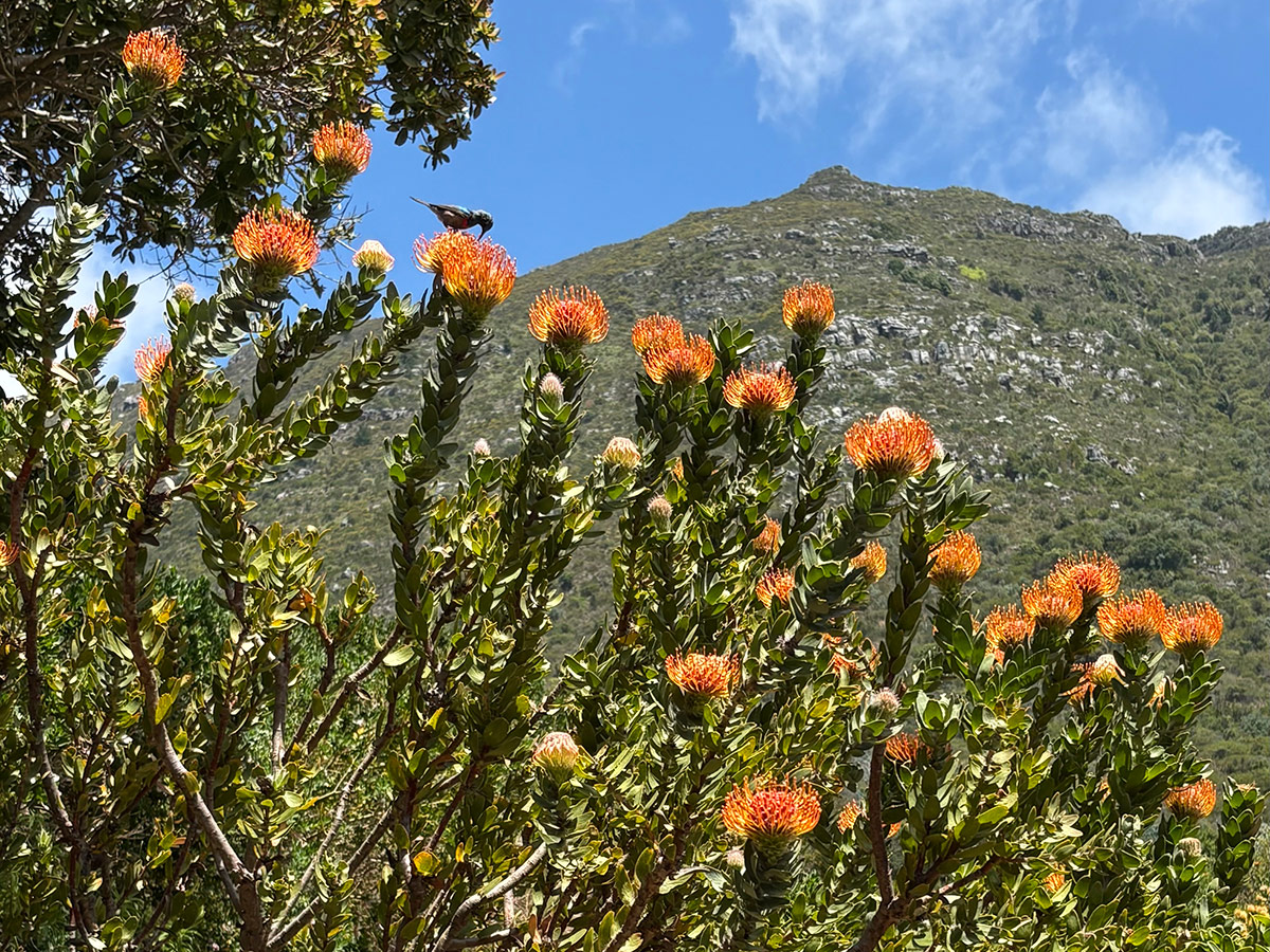 pincushion protea