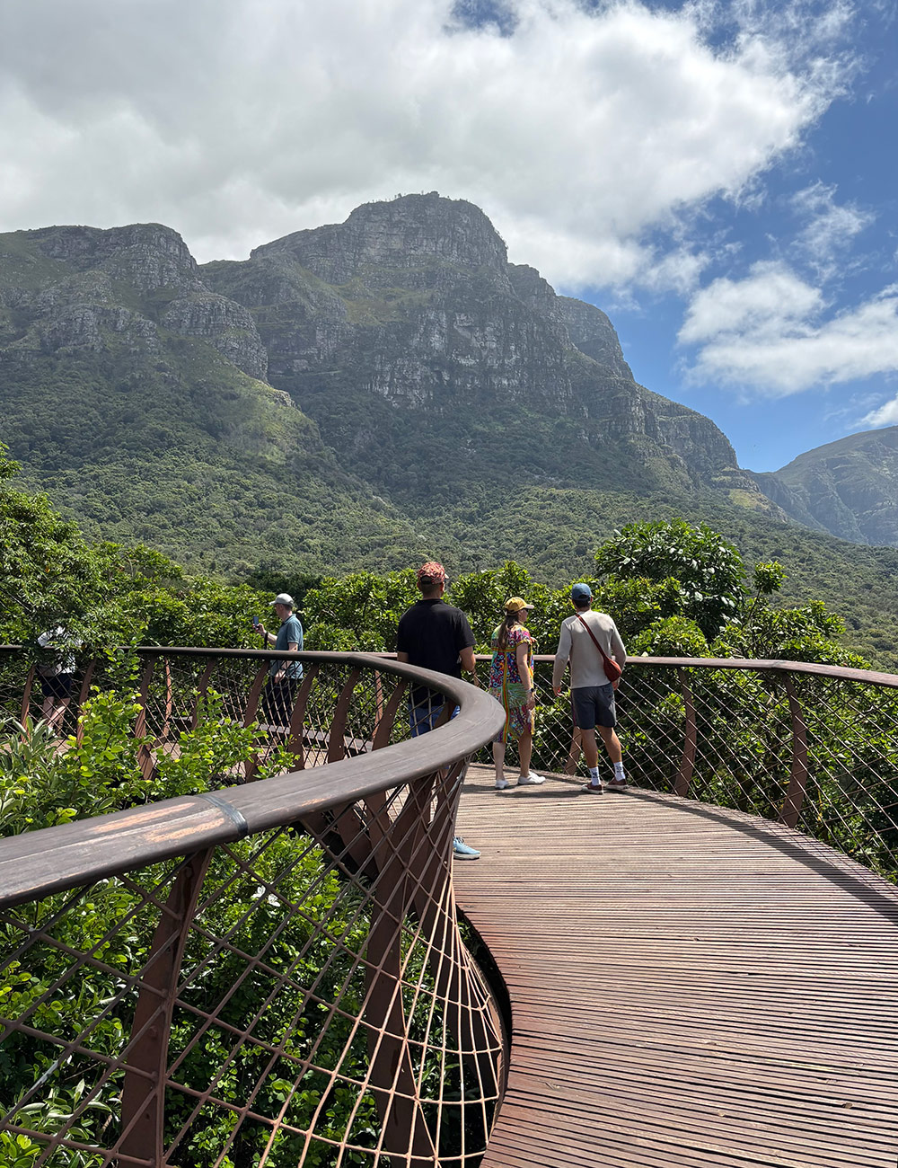 wooden walkway above tree canopy