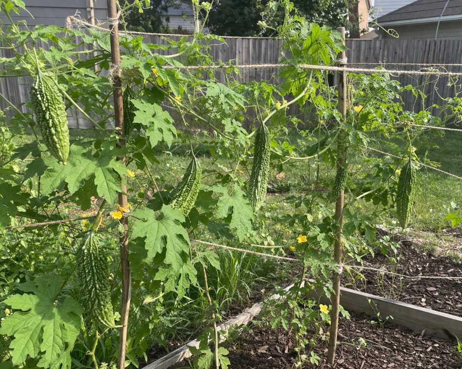 17 best vegetables that grow on trellis 32 17 best vegetables that grow on trellis