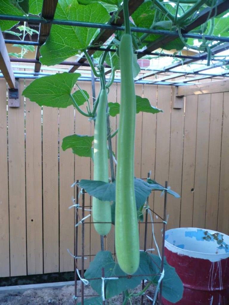 17 best vegetables that grow on trellis 33 17 best vegetables that grow on trellis