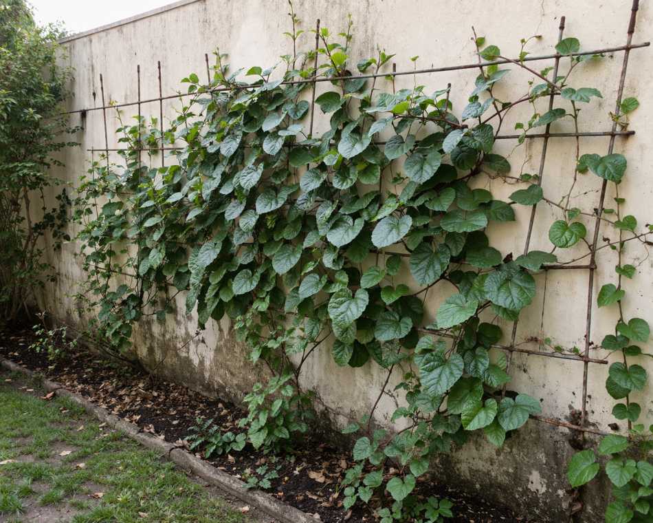 17 best vegetables that grow on trellis 36 17 best vegetables that grow on trellis