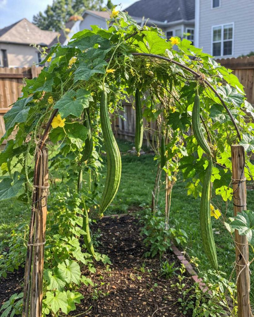 17 best vegetables that grow on trellis 34 17 best vegetables that grow on trellis