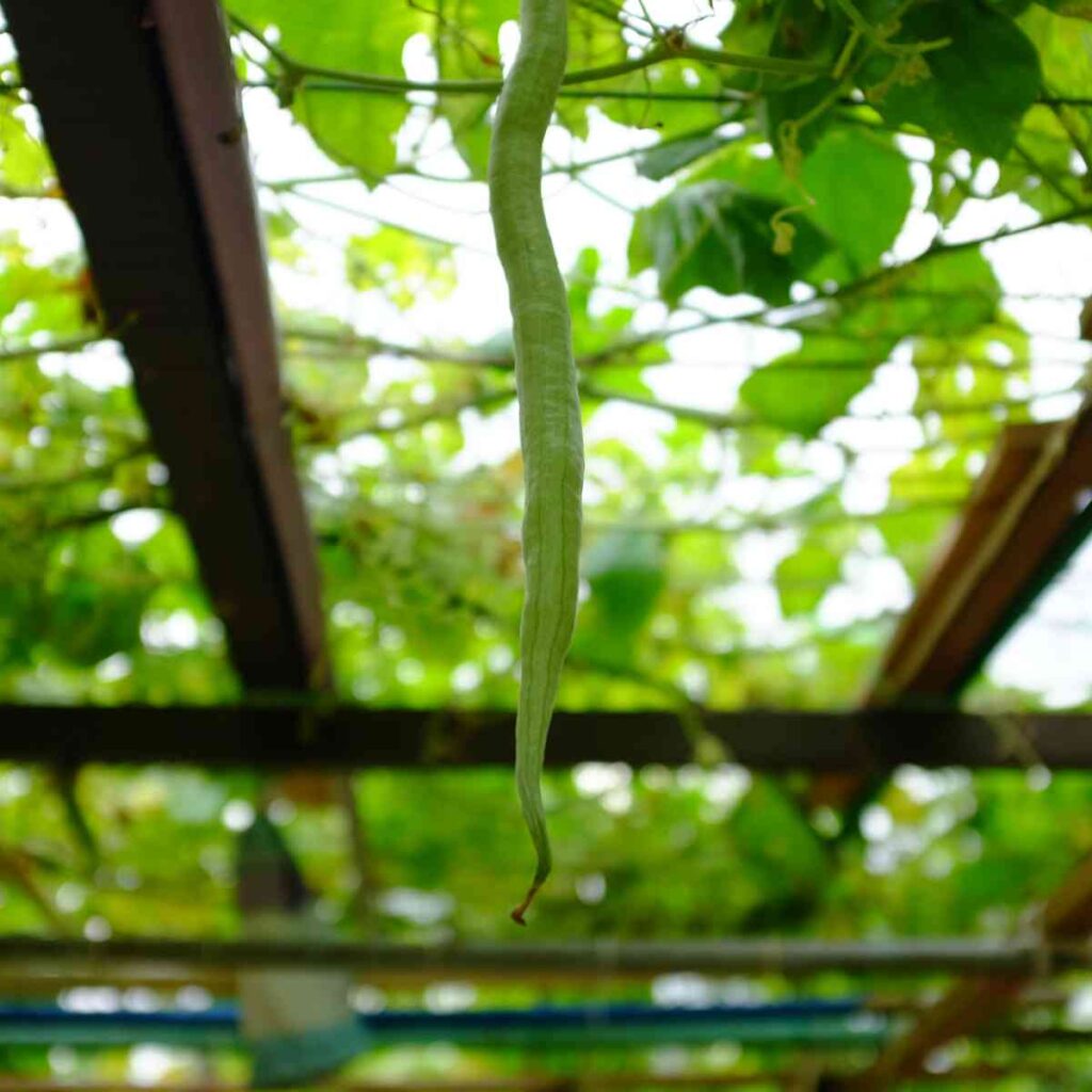 17 best vegetables that grow on trellis 35 growing snake gourd