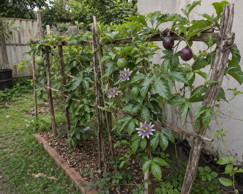 17 best vegetables that grow on trellis 38 17 best vegetables that grow on trellis