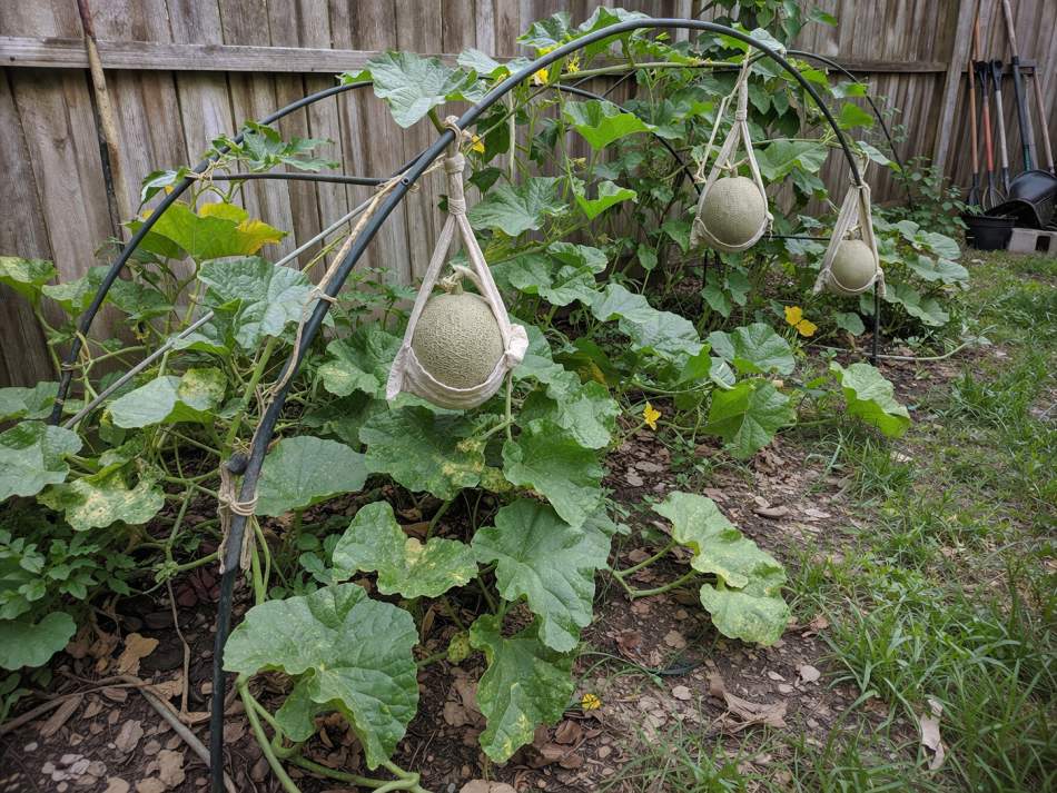 17 best vegetables that grow on trellis 39 17 best vegetables that grow on trellis