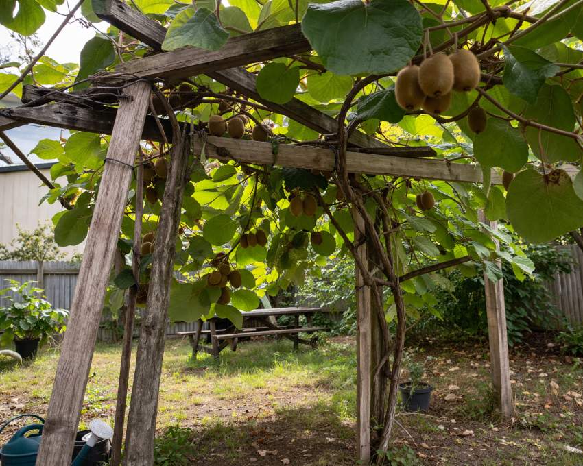 17 best vegetables that grow on trellis 41 17 best vegetables that grow on trellis