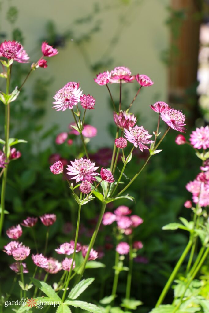 great masterwort astrantia major