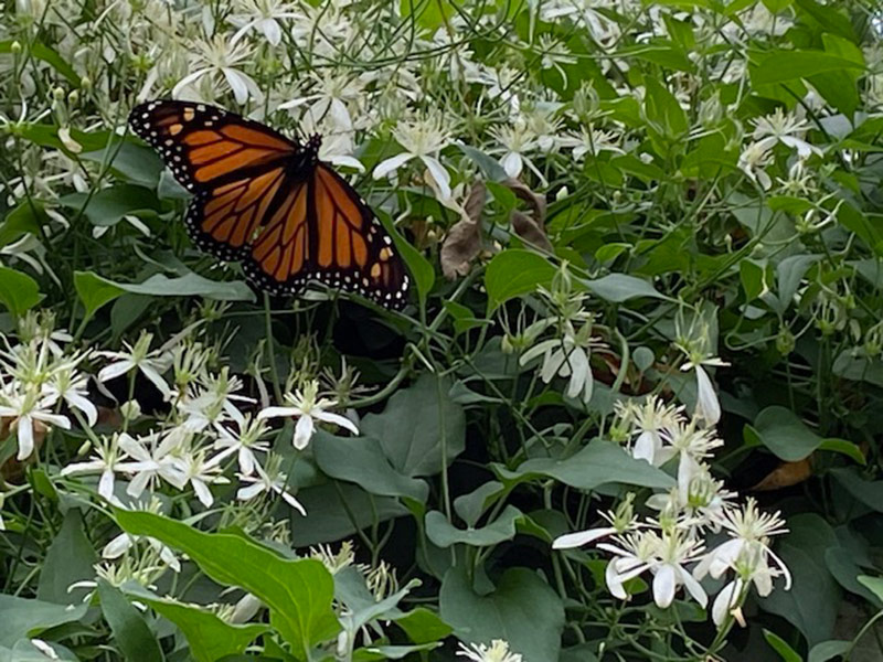 monarch butterfly on sweet autumn clematis