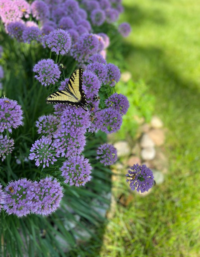 eastern swallowtail on serendipity alliums