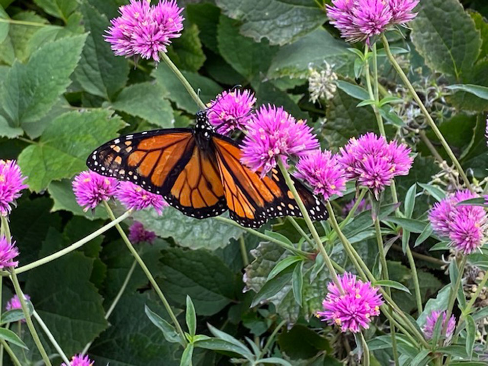 monarch butterfly on truffula pink gomphrena