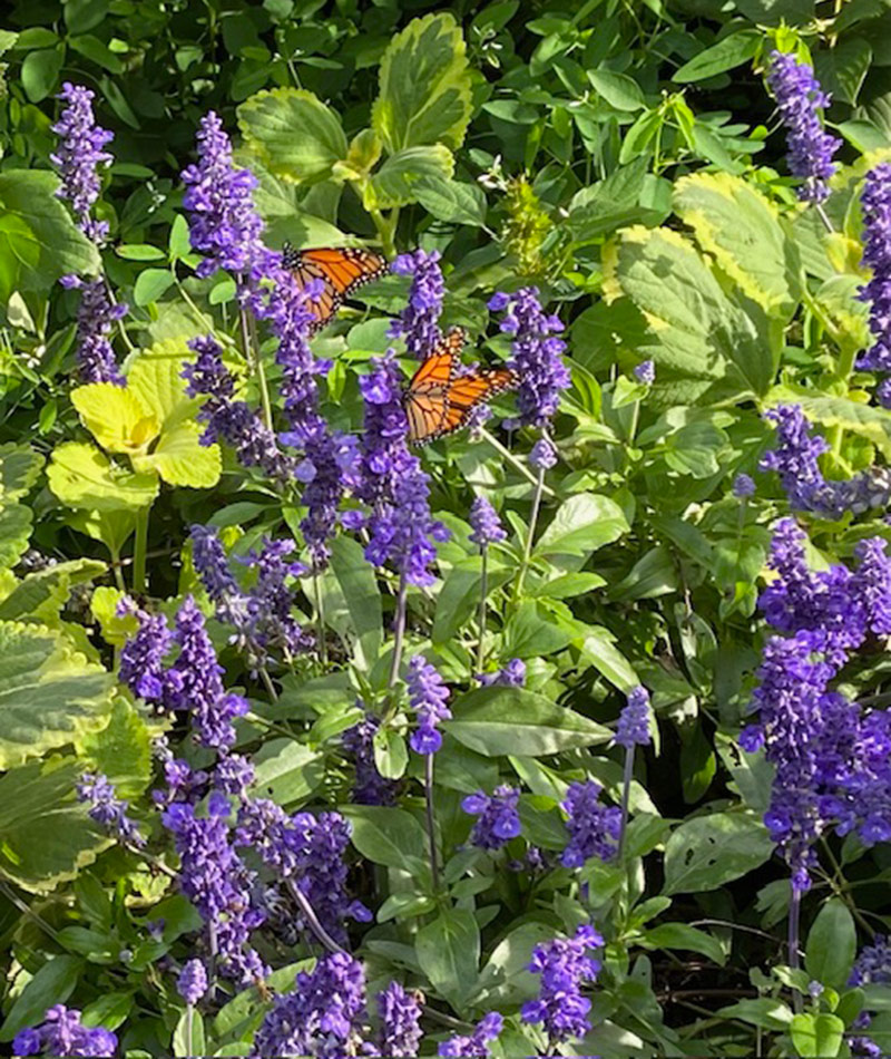 monarch butterfly on unplugged so blue salvia