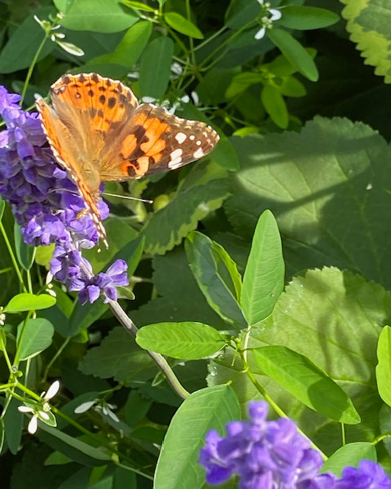 painted lady butterfly on a blue salvia