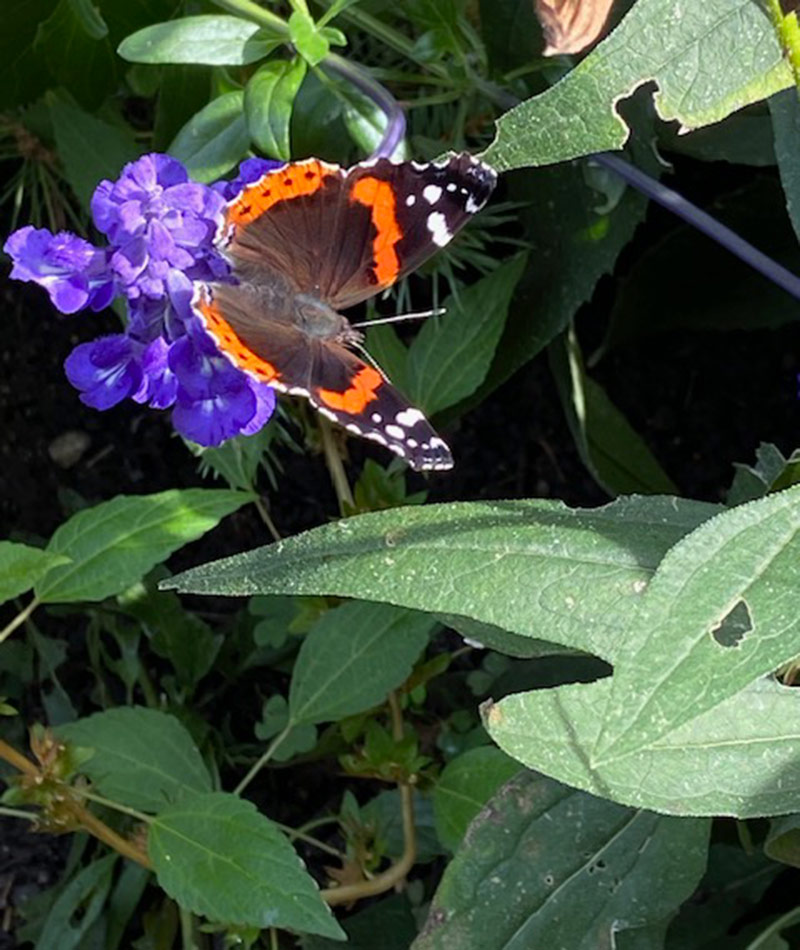 red admiral butterfly on blue salvia