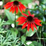These Hardy Perennials are the Toughest on the Block These Hardy Perennials are the Toughest on the Block