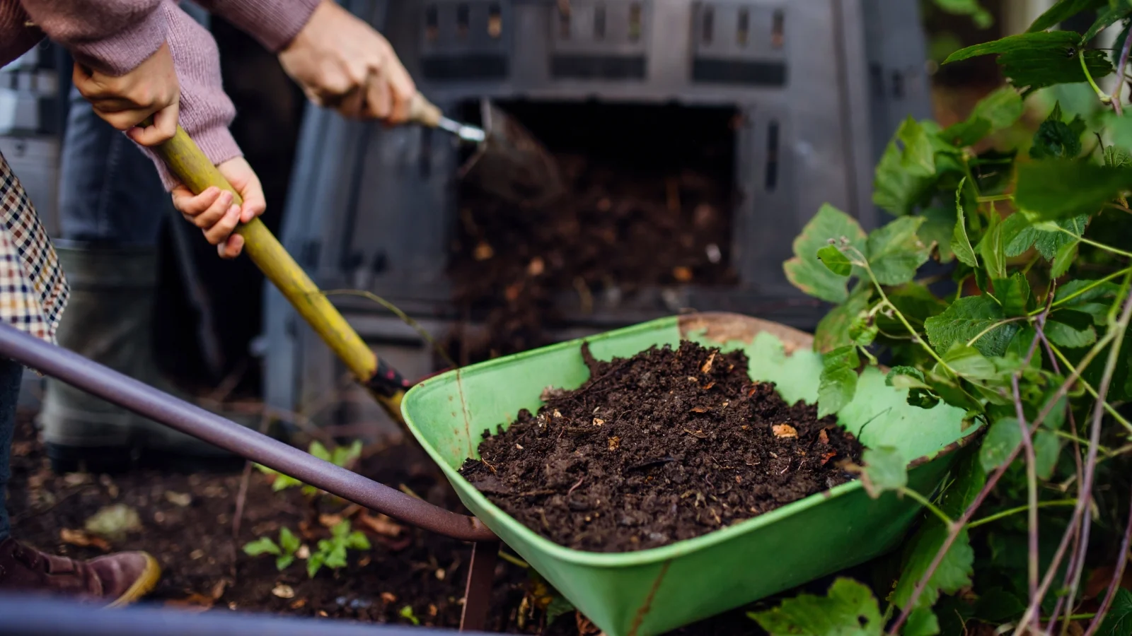 a shot of two people in the process of working together with a shovel to transfer rich, dark finished organic soil amendment from a large bin into a green wheelbarrow in the garden.