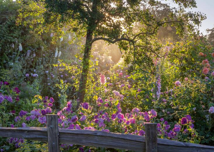the rose trial bed at dawn with rosa 