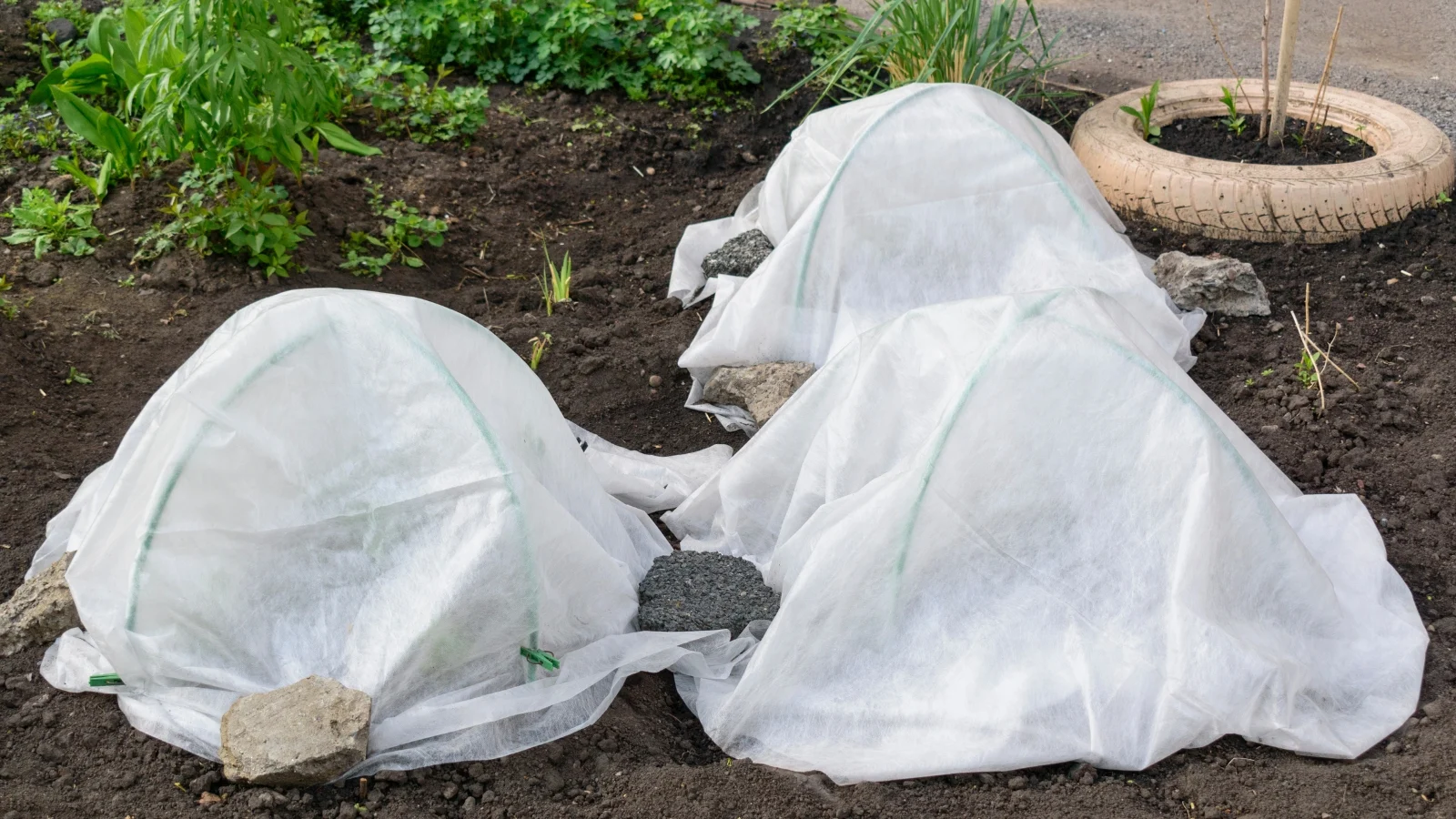 white fabric row covers draped over garden beds to shield young crops from pests and weather.