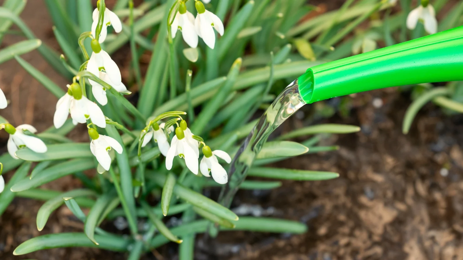 slender green stems of blooming snowdrop flowers are showered with water from a green watering can outdoors