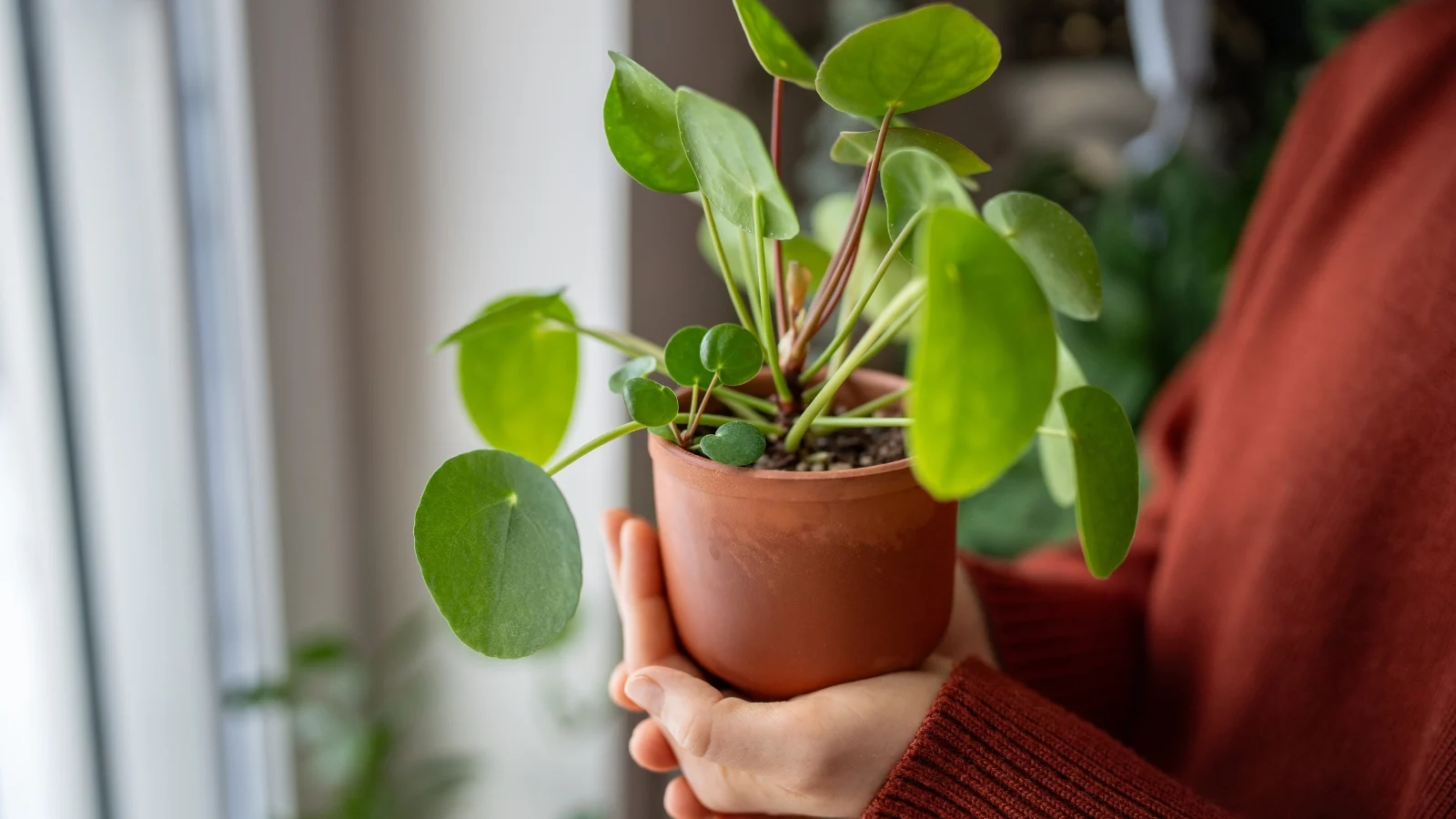 a woman holds a terracotta pot containing a pilea peperomioides with round, green leaves indoors.