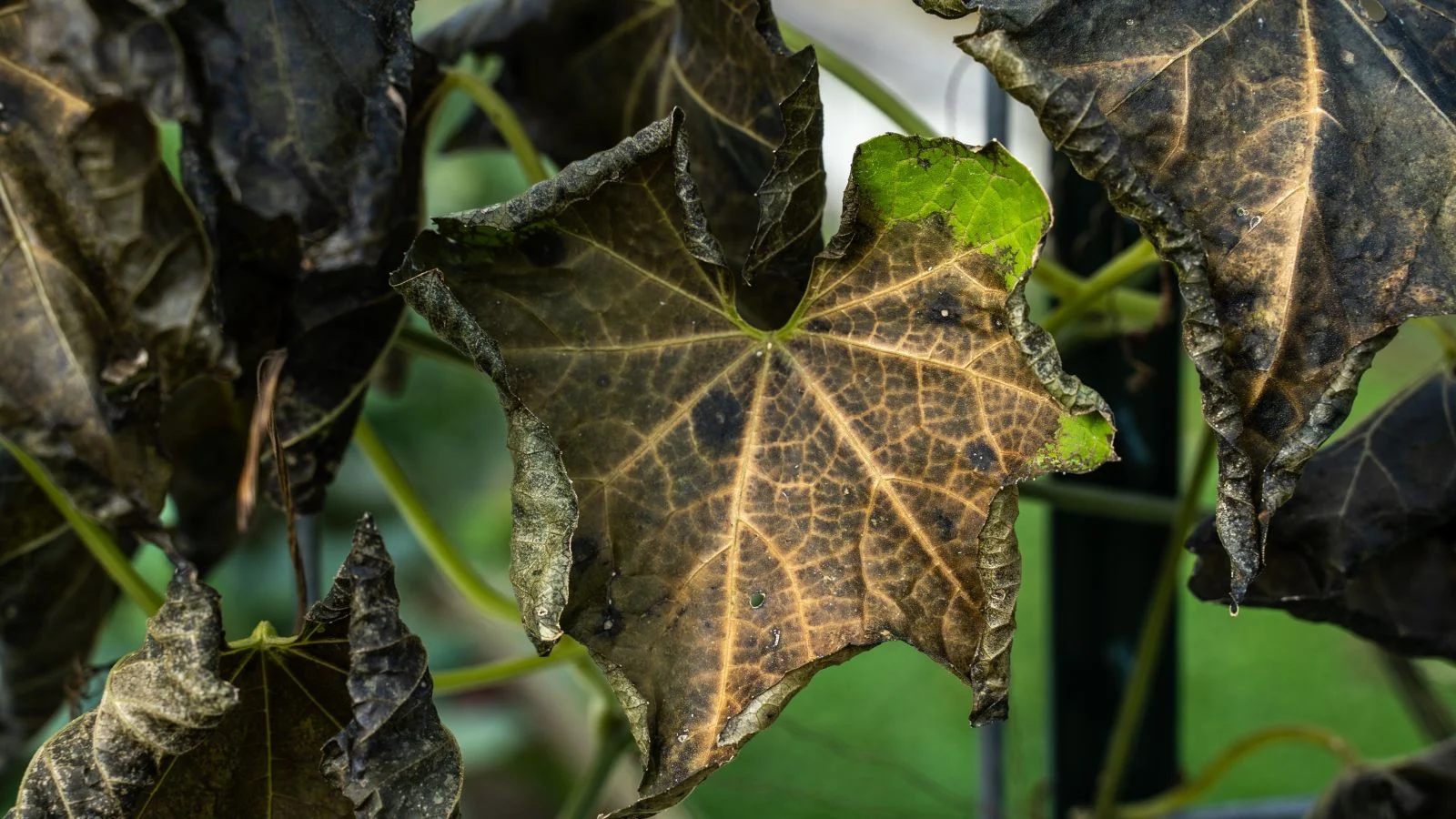 a close-up shot of leaves that has been damaged by freezing low temperatures