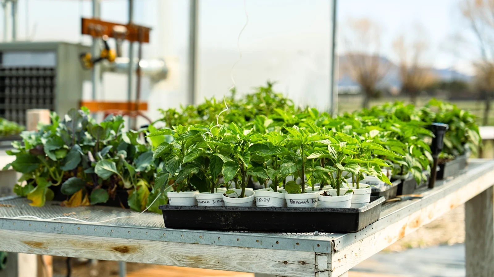 a lot of different vegetable seedlings are hardening off outside on the wooden table.