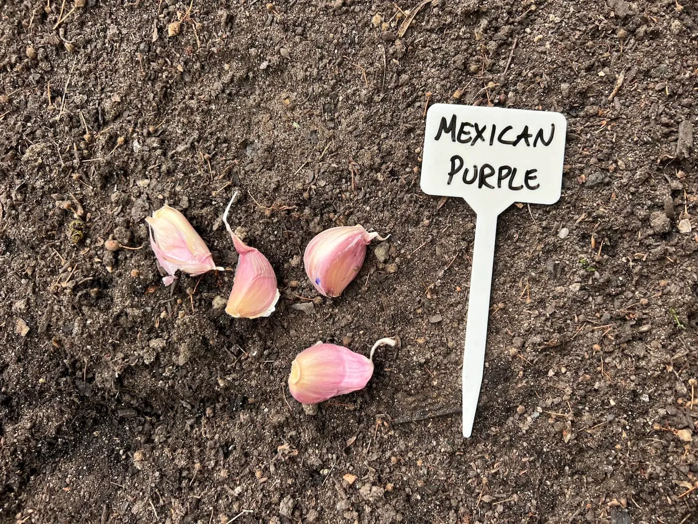 discover the bold flavor of mexican purple garlic 1 planting garlic cloves in the garden