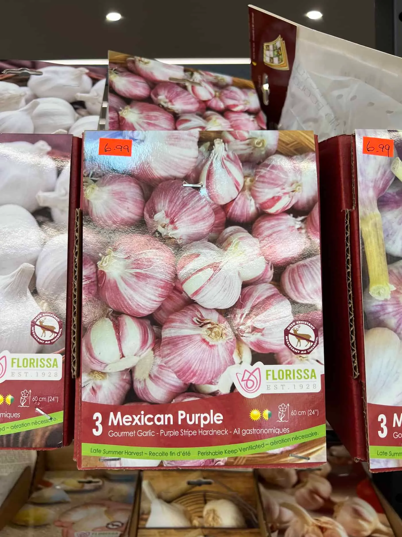 discover the bold flavor of mexican purple garlic 2 mexican purple seed garlic