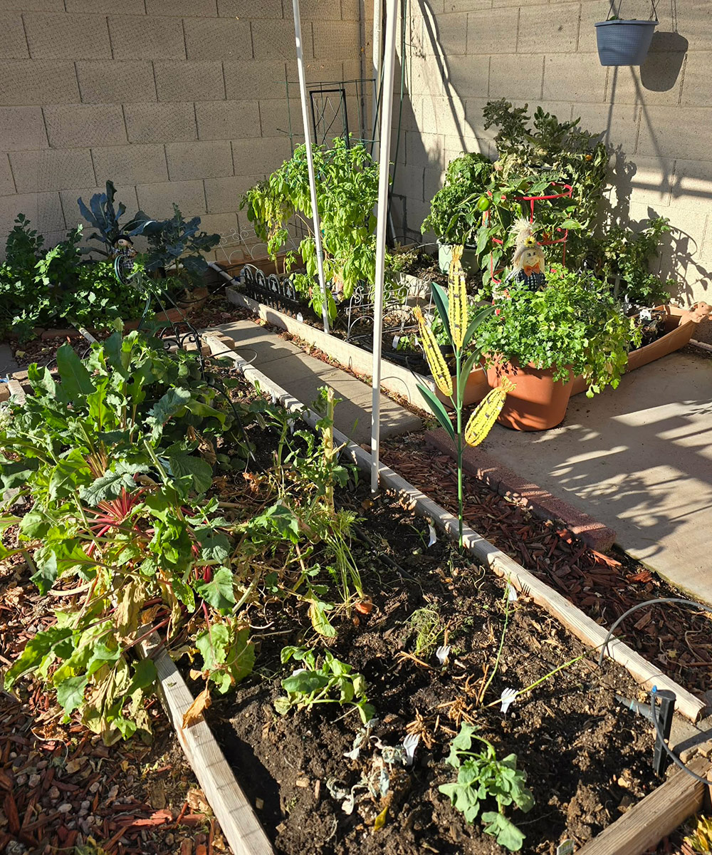 raised bed and container vegetable garden