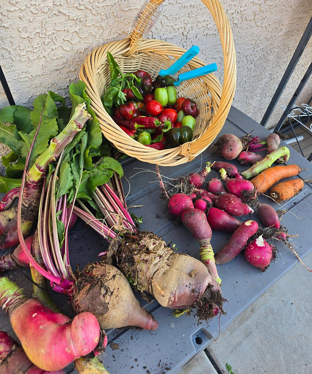 harvest of beets, radishes, and peppers