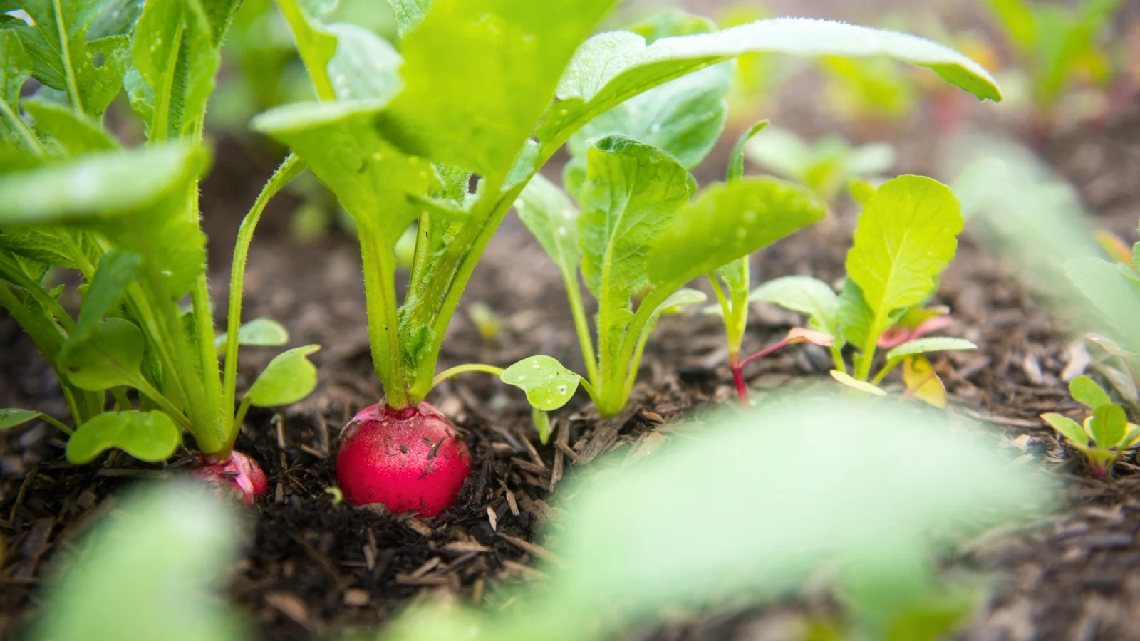 a small, round, vibrant red root peeks out from dark brown soil, surrounded by large, broad green leaves.