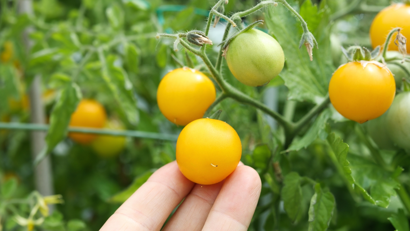a woman's hand touches ripe yellow cherry tomatoes growing along compact stems nestled in bright leafy growth.